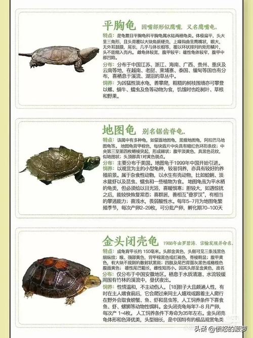 红警龟的寿命有多长？红警龟的生长周期与健康养护