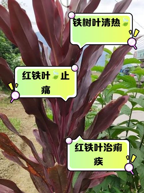 红警叶的功效与作用有哪些？你不得不知道的秘密！