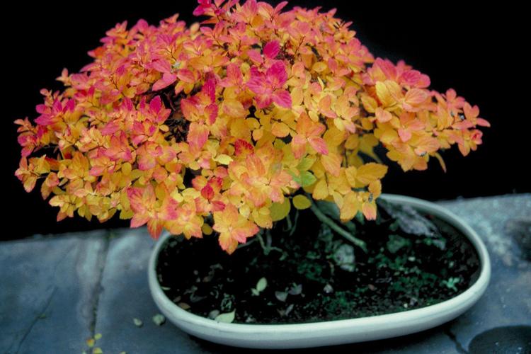 矾根红警：从春天到夏天，矾根的生长与养护全攻略