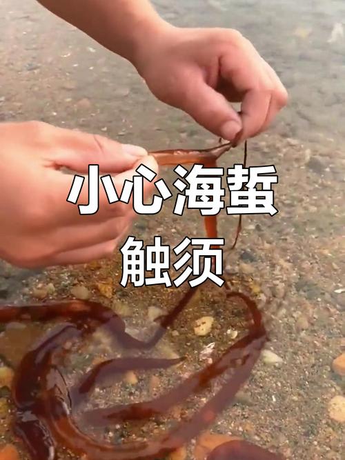 如何玩转红警海蜇？新手玩家必看实用技巧