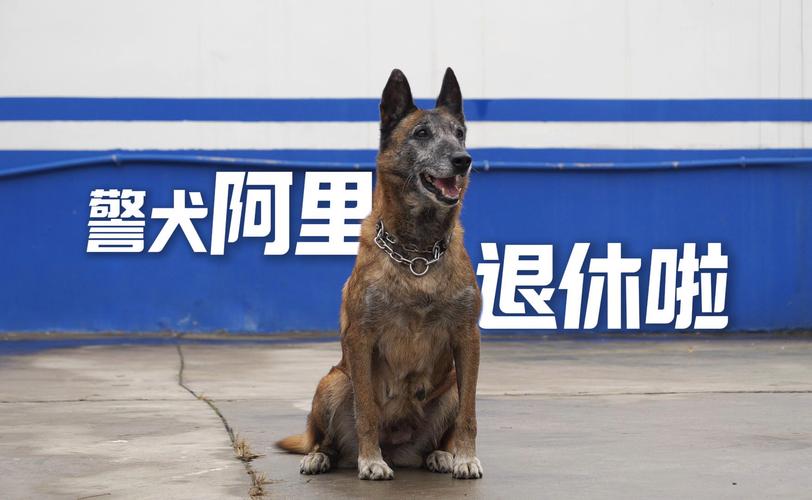 雪里红警犬：忠诚伙伴，守护家园