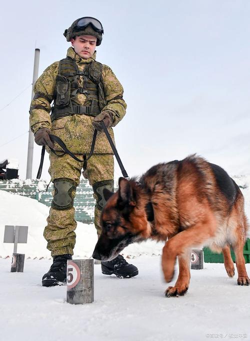 红色警戒：苏军军犬的最佳作战策略与技巧