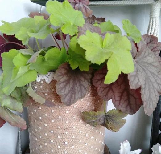 矾根红警：从春天到夏天，矾根的生长与养护全攻略