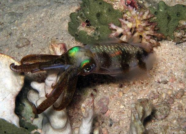 你真的了解红警2海蝎吗？揭秘海蝎不为人知的秘密