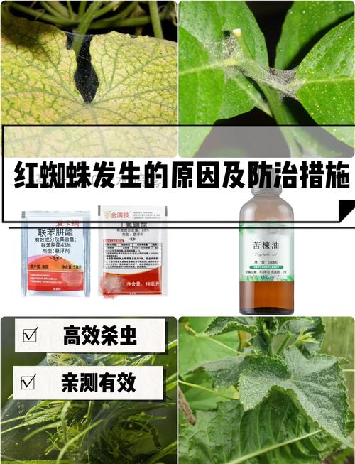 如何快速消灭红警红蜘蛛？新手玩家必看攻略