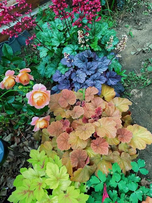 矾根红警：从春天到夏天，矾根的生长与养护全攻略