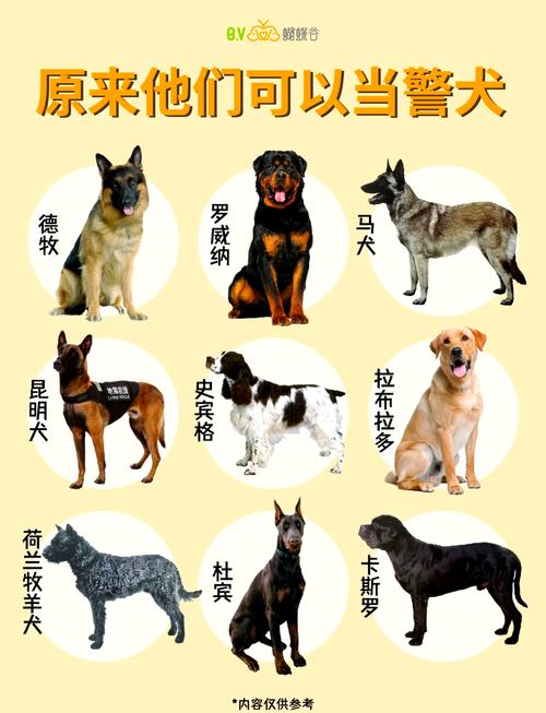 红警游戏里的狗都有哪些品种？速看这篇攻略