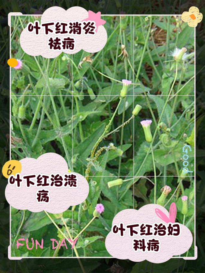 红警叶的功效与作用有哪些？你不得不知道的秘密！