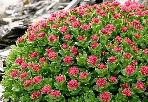 大住红警天，空气污染严重！教你如何有效防护