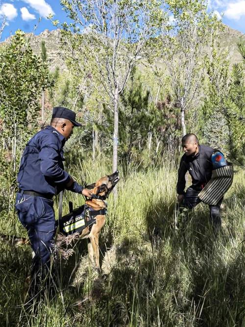 红警侦查狗：快速探路，轻松掌握战场局势