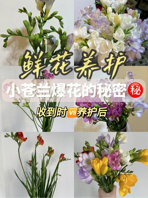 红警手游送花攻略：快速获得鲜花技巧