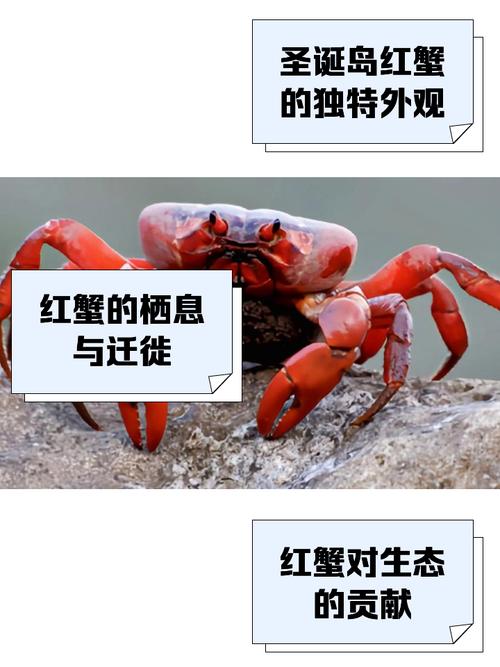 红警2海蟹克星是谁？教你轻松应对各种威胁