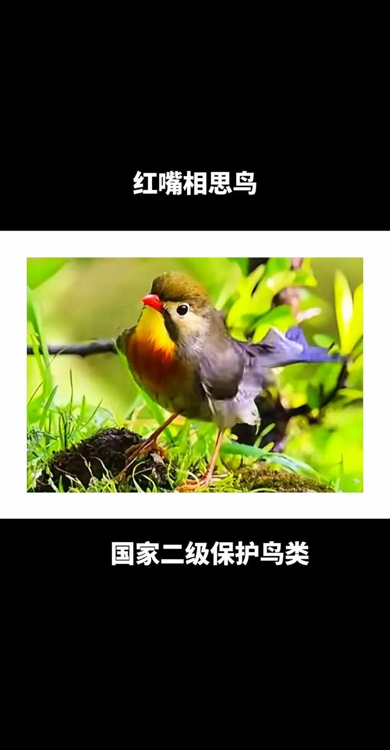 红警游戏里那些好听的鸟叫声，你都记得吗？