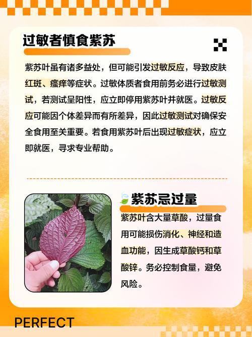 红警叶的功效与作用有哪些？你不得不知道的秘密！