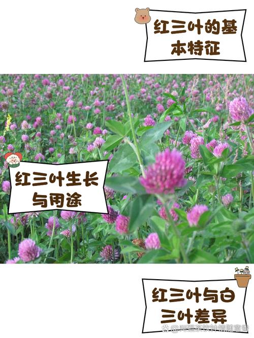 红警叶的功效与作用有哪些？你不得不知道的秘密！