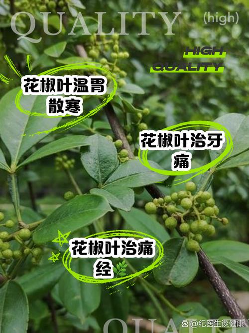 红警叶的功效与作用有哪些？你不得不知道的秘密！