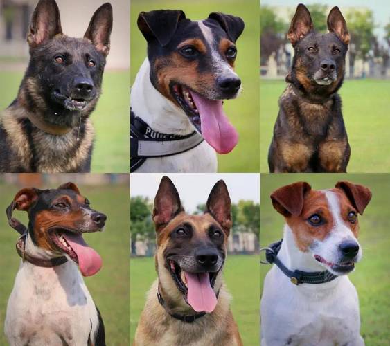 红警游戏里的狗都有哪些品种？速看这篇攻略