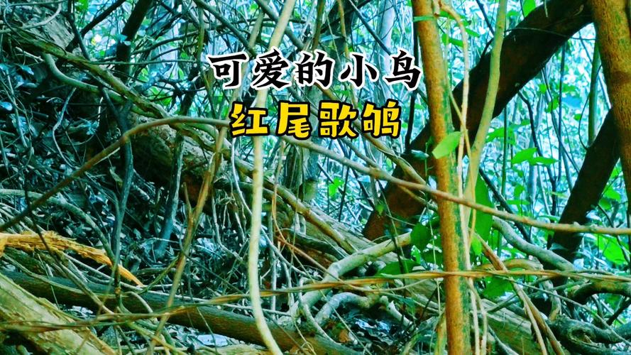 红警游戏里那些好听的鸟叫声，你都记得吗？