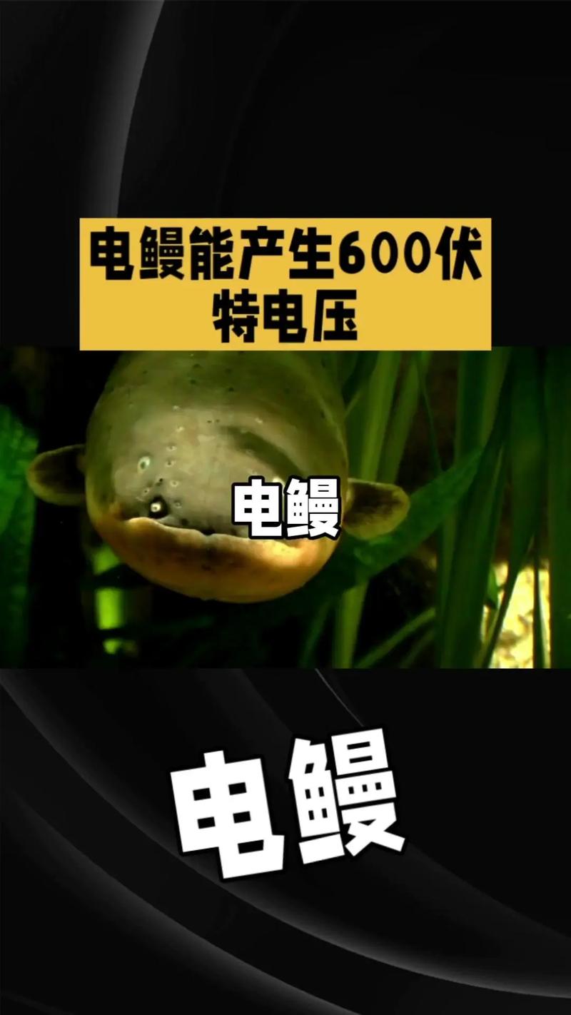 红警3电鳗无敌？教你轻松玩转电鳗速通！