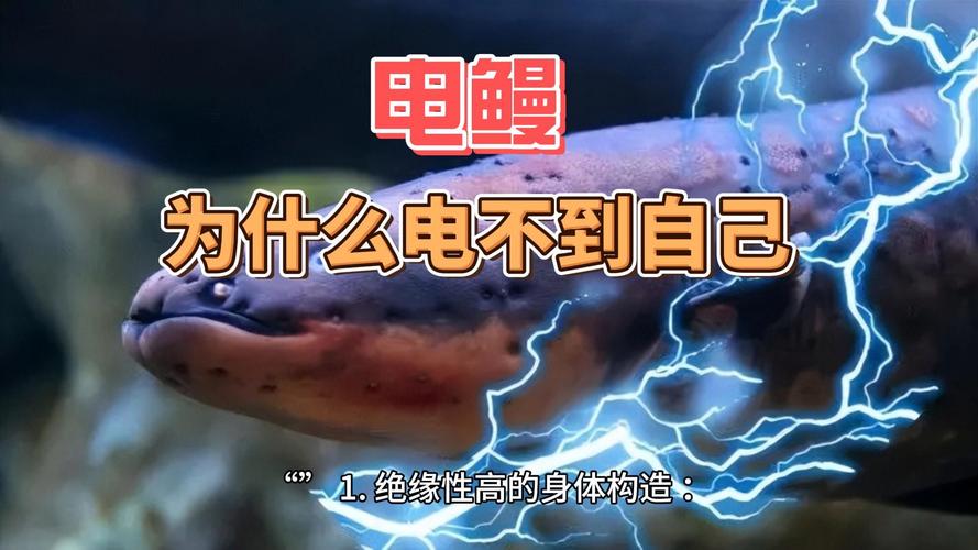 红警3电鳗无敌？教你轻松玩转电鳗速通！