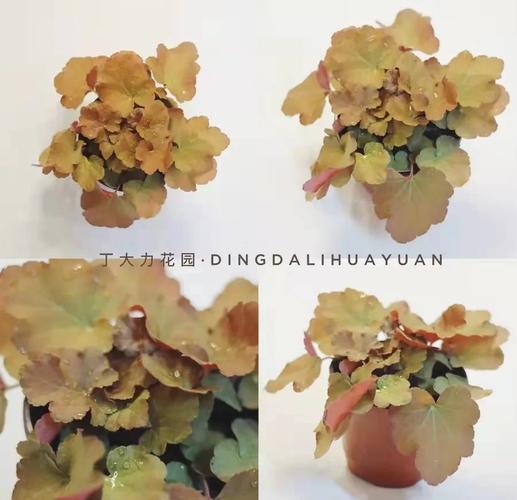 矾根红警：从春天到夏天，矾根的生长与养护全攻略