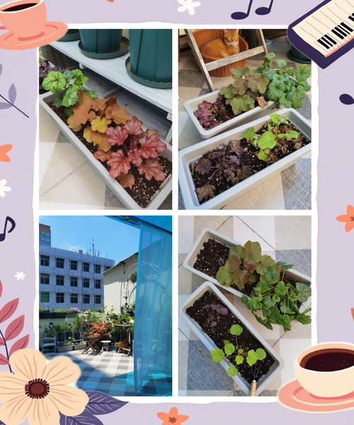 矾根红警：从春天到夏天，矾根的生长与养护全攻略