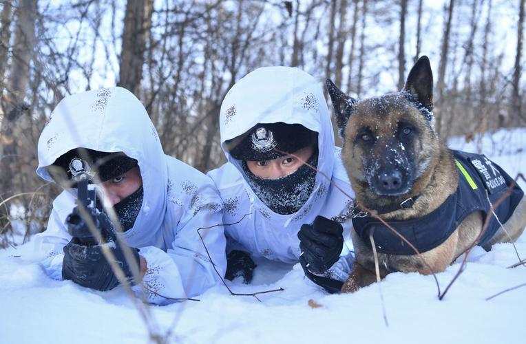雪里红警犬：忠诚伙伴，守护家园
