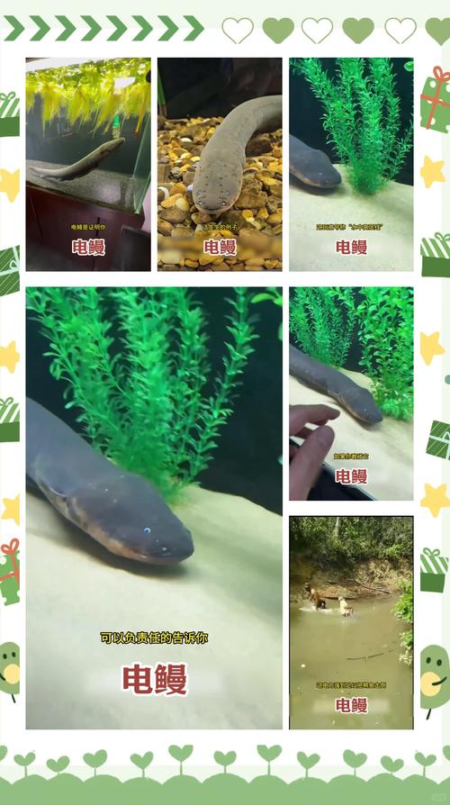 红警3电鳗无敌？教你轻松玩转电鳗速通！