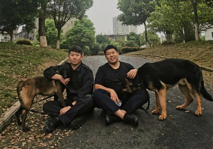 雪里红警犬：忠诚伙伴，守护家园
