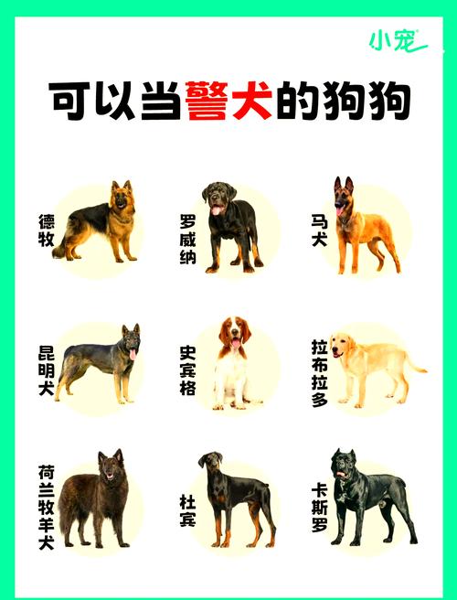 红警狗用法详解：新手必看实用技巧