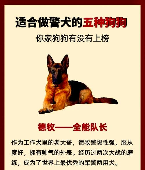 红警斗狗技巧：如何快速训练最强战斗犬？