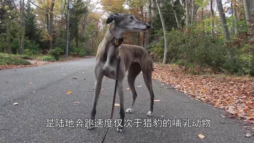 红警2狗暴走攻略：教你用狗轻松碾压敌人！