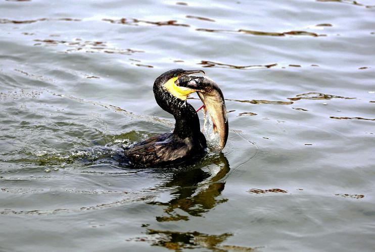 想看红警98录像？这里有你想要的精彩瞬间