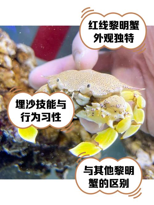 红警3螃蟹怎么玩?新手必看螃蟹使用攻略