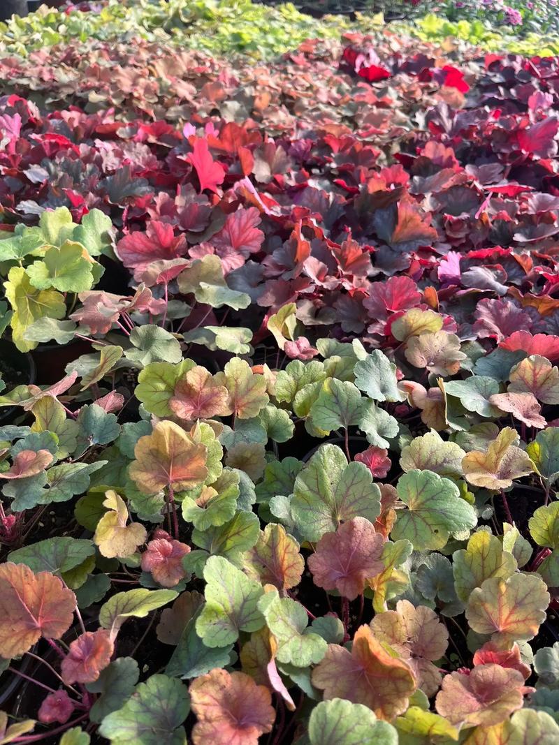 矾根红警：从春天到夏天，矾根的生长与养护全攻略