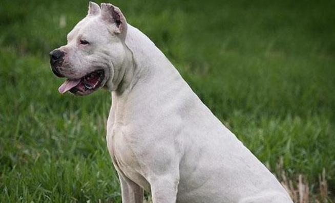 红警斗狗技巧：如何快速训练最强战斗犬？