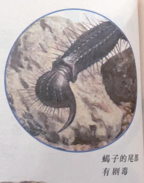 你真的了解红警2海蝎吗？揭秘海蝎不为人知的秘密