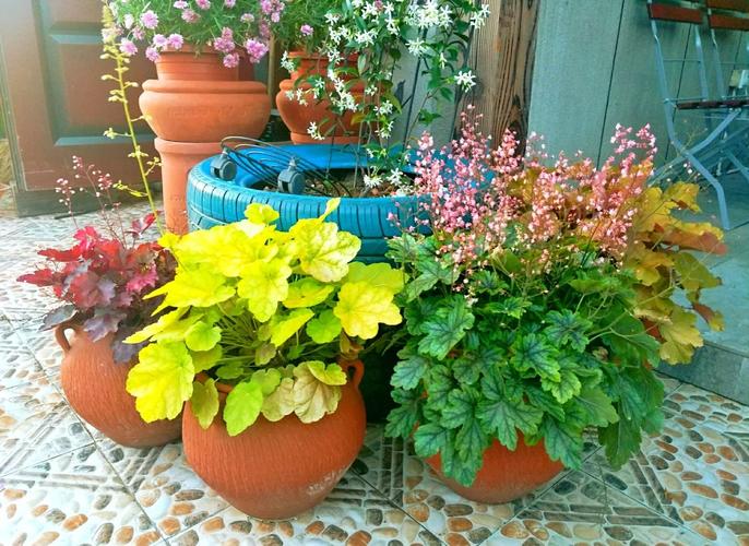 矾根红警：从春天到夏天，矾根的生长与养护全攻略