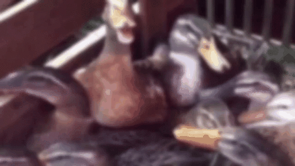 红警搞日常：玩家自制搞笑视频，让你捧腹大笑