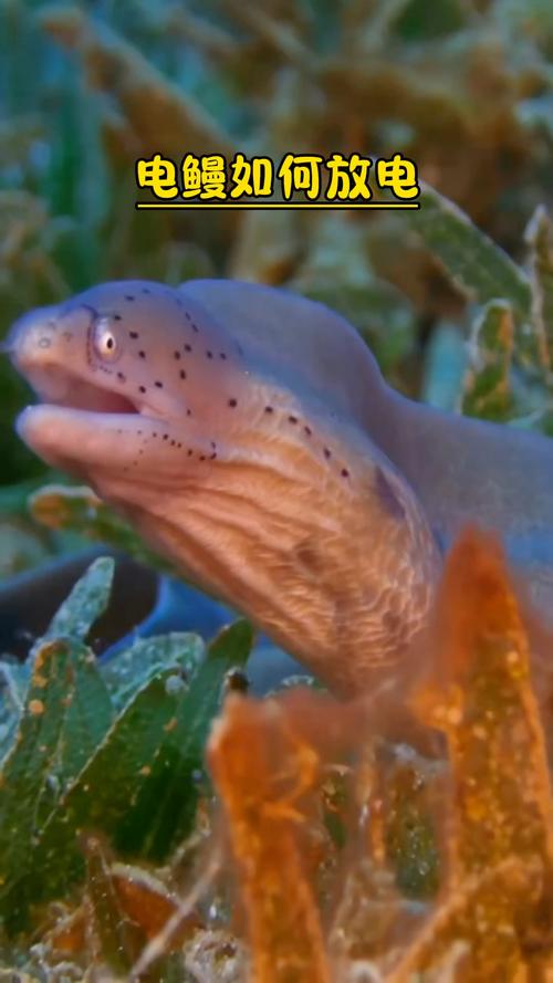 红警3电鳗无敌？教你轻松玩转电鳗速通！